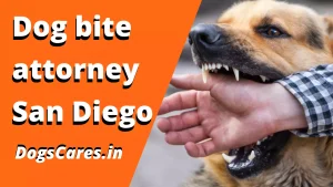 Dog bite attorney San Diego