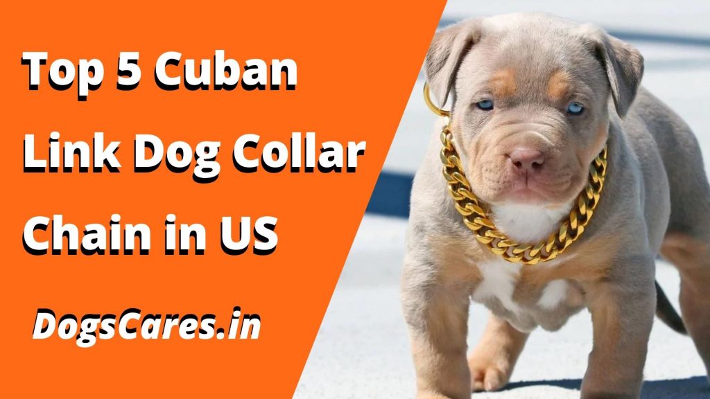 Top 5 Cuban Link Dog Collar Chain in US