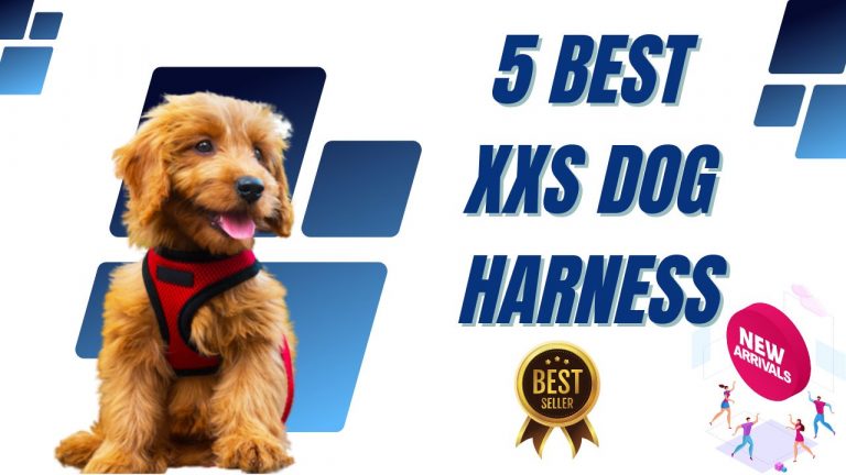 Amazon’s 5 Best XXS Dog Harness for Chihuahua