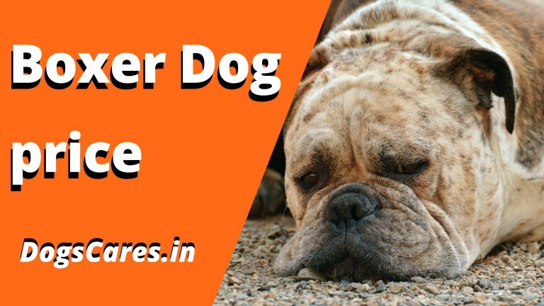 Boxer Dog price