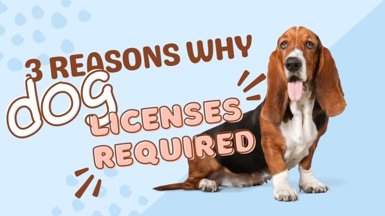 3 Reasons Why are Dog Licenses Required