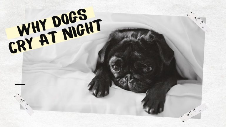 5 Scientific Reason Why Dogs Cry at Night in India with Spiritual Meaning