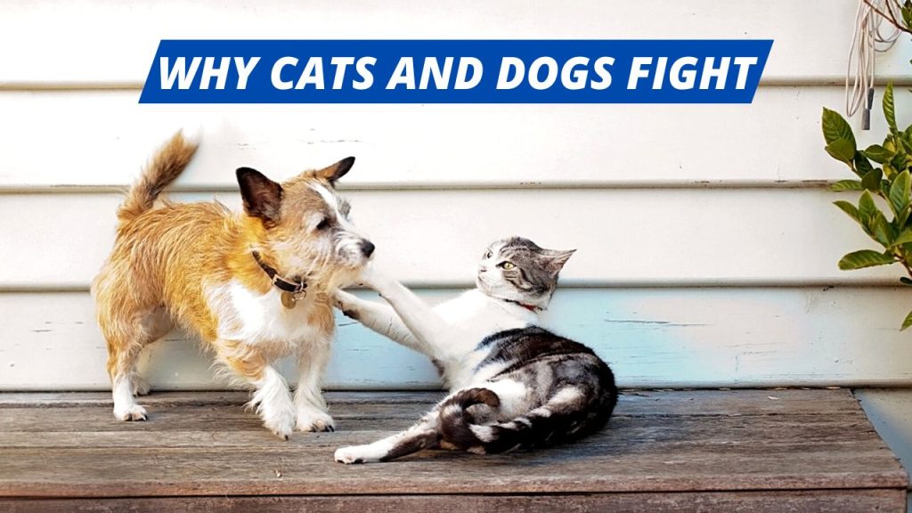 Why do Cats and Dogs Fight Class 4 Answer
